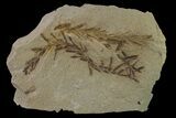 Dawn Redwood (Metasequoia) Fossil - Montana #153701-1